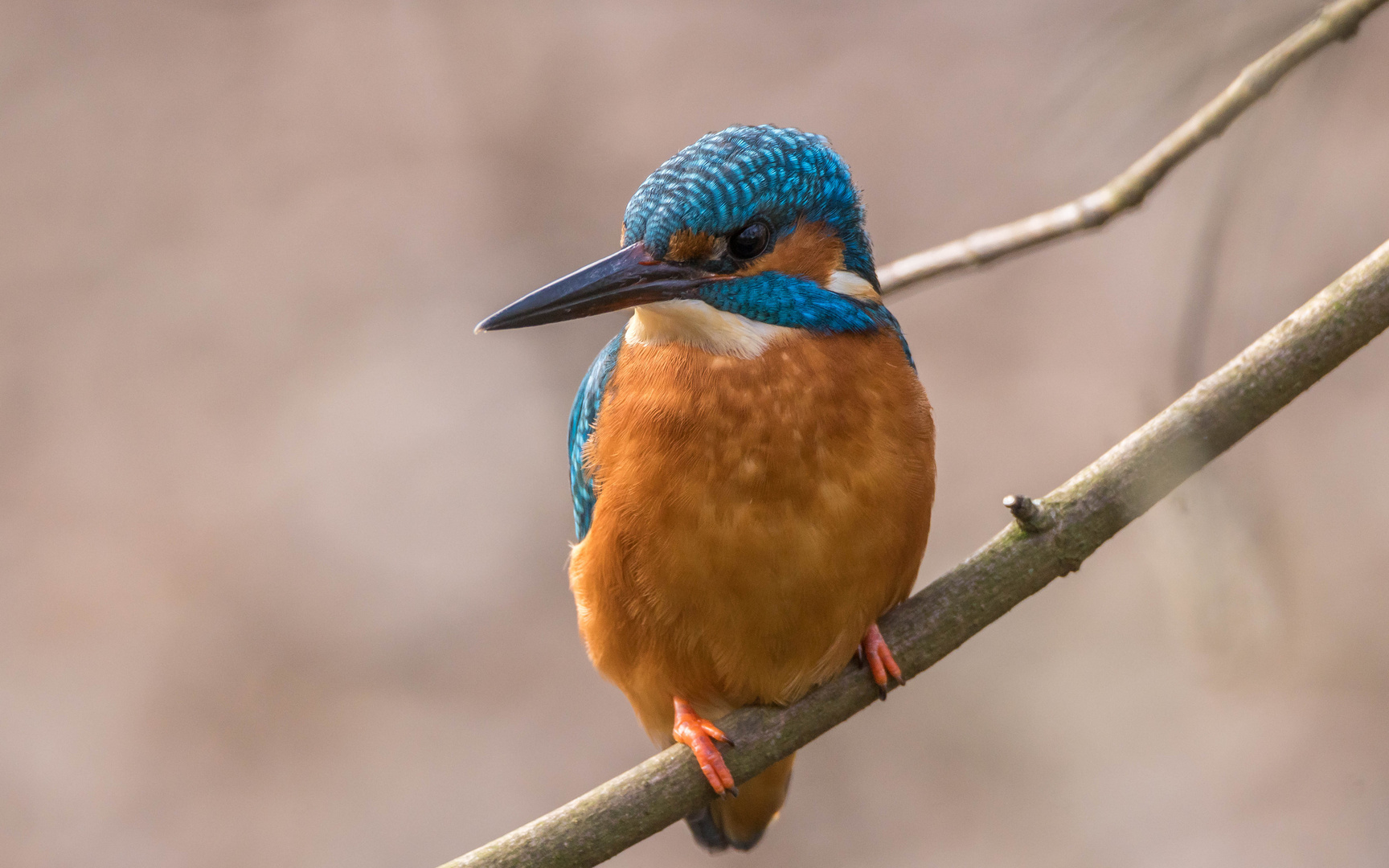 Eisvogel Tiefen-entspannt