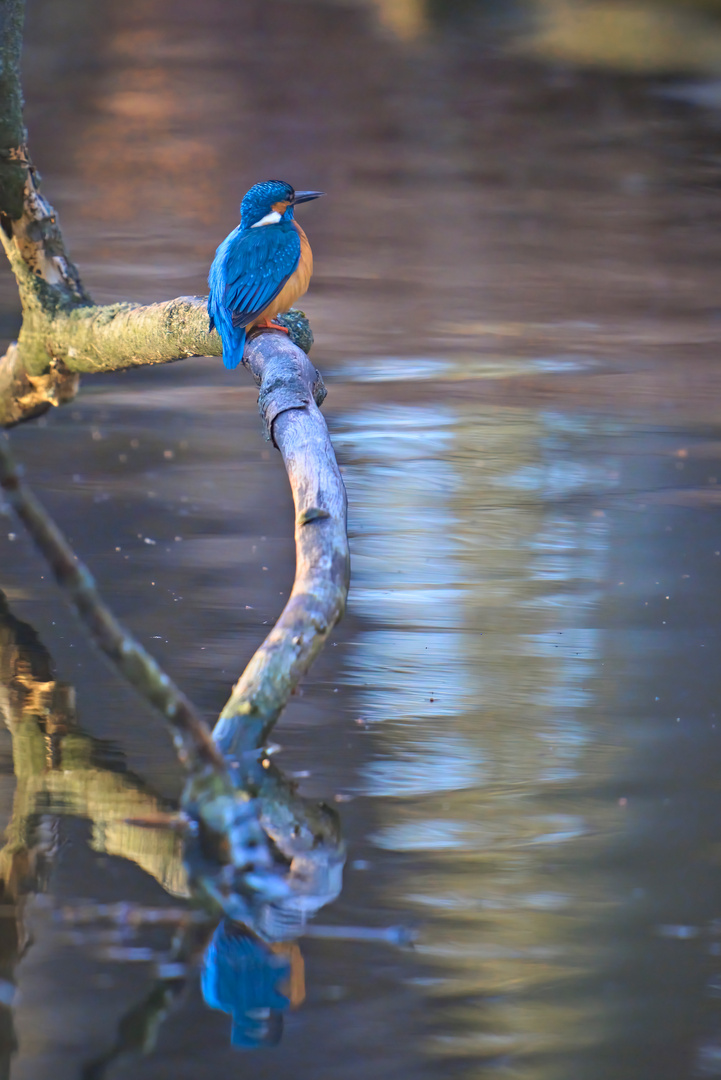 Eisvogel über dem Wasser