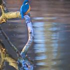 Eisvogel über dem Wasser