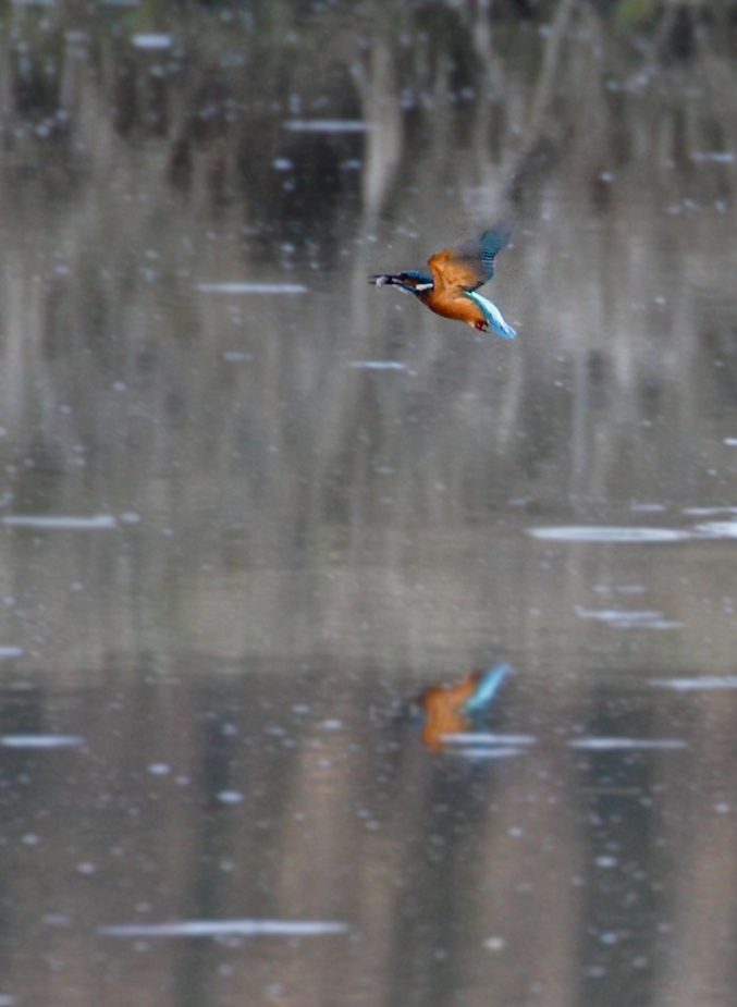 Eisvogel über Wasser mit Fisch (Dokubild)