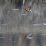 Eisvogel über Wasser mit Fisch (Dokubild)