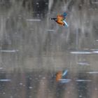 Eisvogel über Wasser mit Fisch (Dokubild)