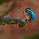 Eisvogel umrahmt von Herbstfarben