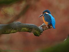 Eisvogel umrahmt von Herbstfarben