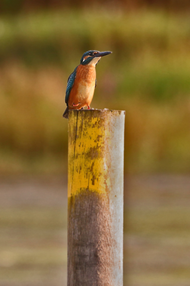 "Eisvogel und der Vollpfosten"