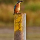 "Eisvogel und der Vollpfosten"