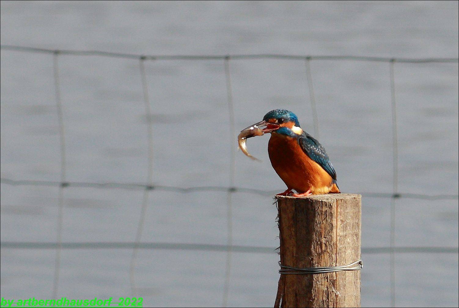 Eisvogel und Fisch