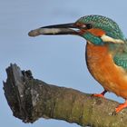 Eisvogel und sein Fisch für die Gattin