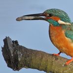 Eisvogel und sein Fisch für die Gattin