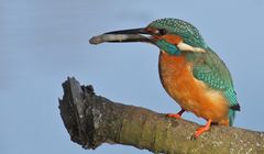 Eisvogel und sein Fisch für die Gattin