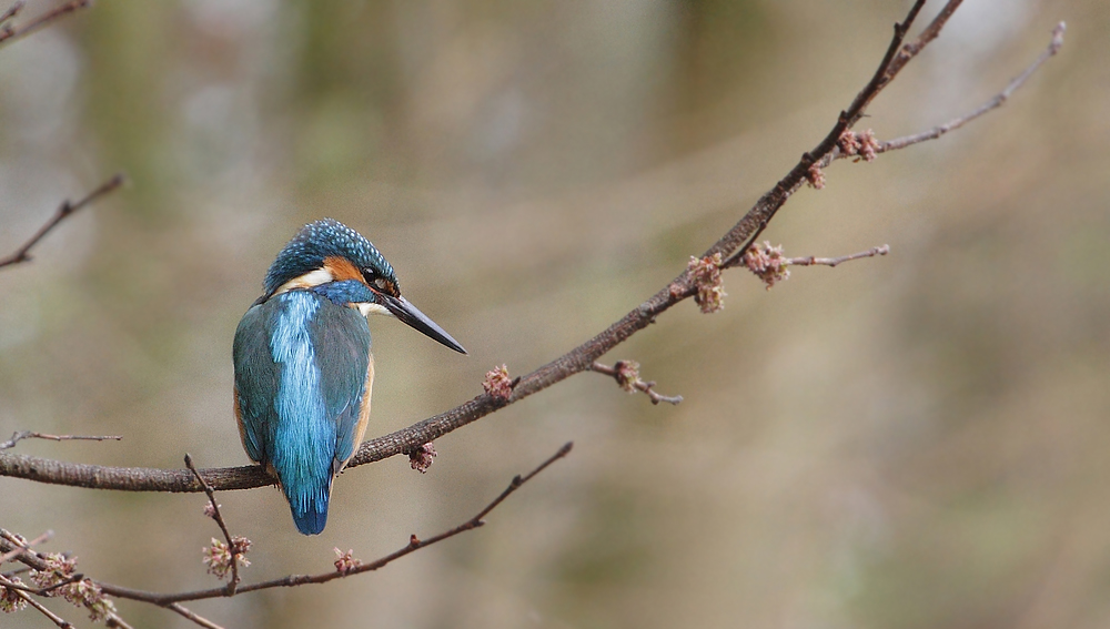 Eisvogel und sein Jagdzweig