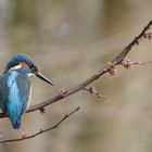 Eisvogel und sein Jagdzweig