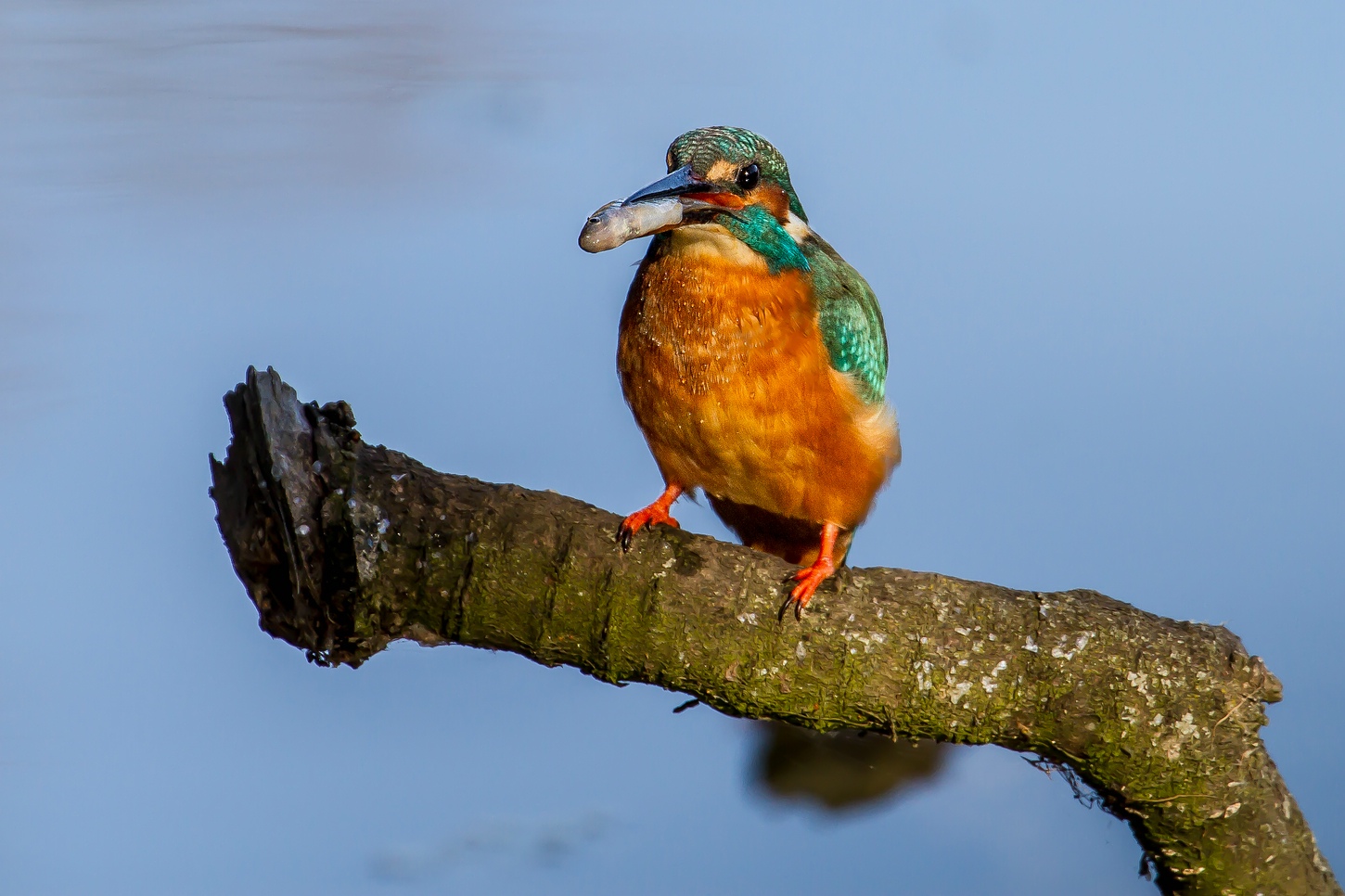 EISVOGEL und sein Übergabe - Fisch