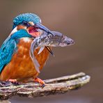 Eisvogel und seine Beute ...