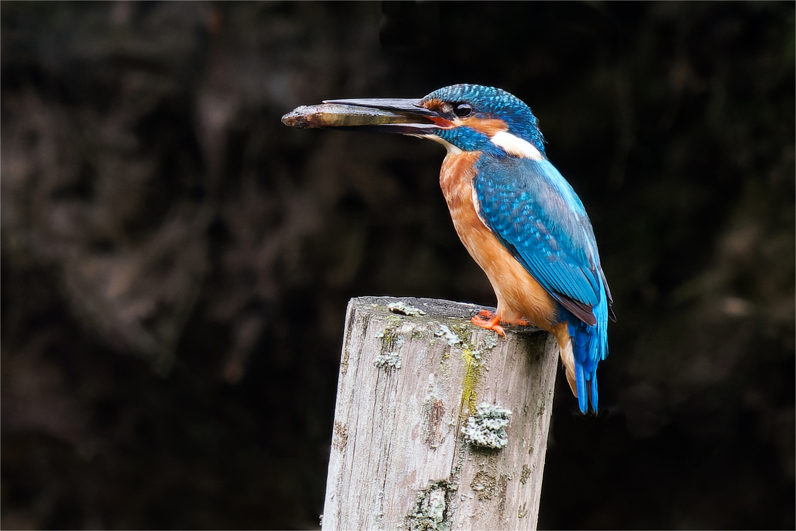 Eisvogel - Vater in Wartestellung  .....