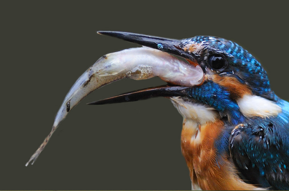 Eisvogel verschlingt einen Fisch für den Eigenbedarf Foto & Bild