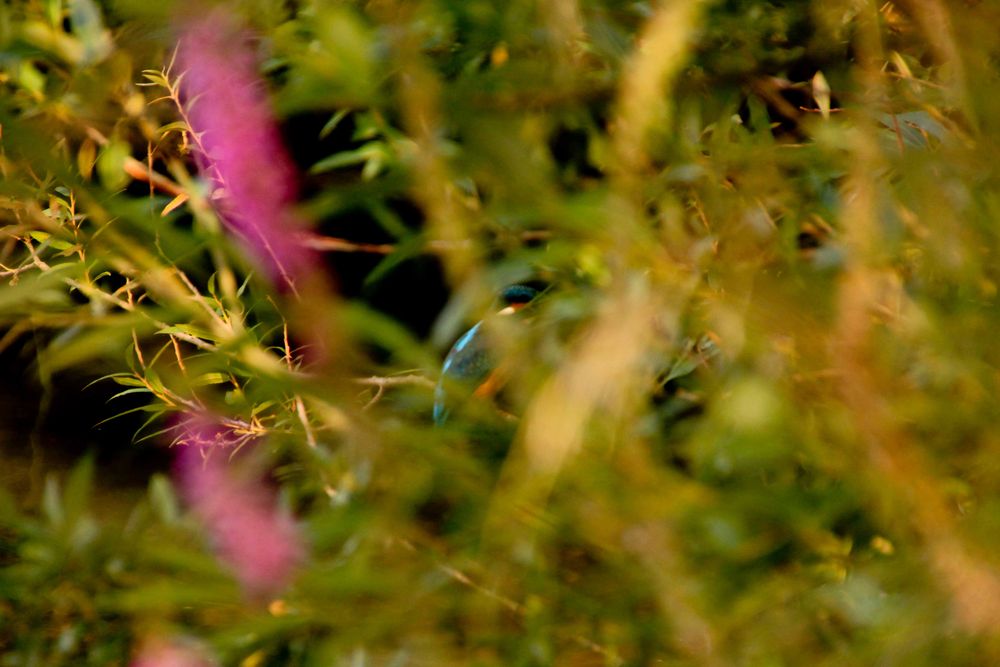 Eisvogel, versteckt