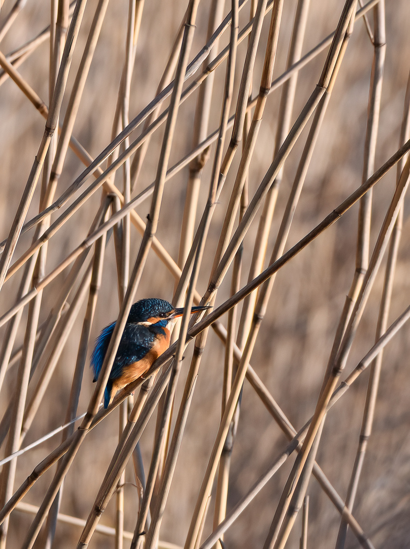 Eisvogel, versteckt im Schilf