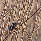 Eisvogel, versteckt im Schilf