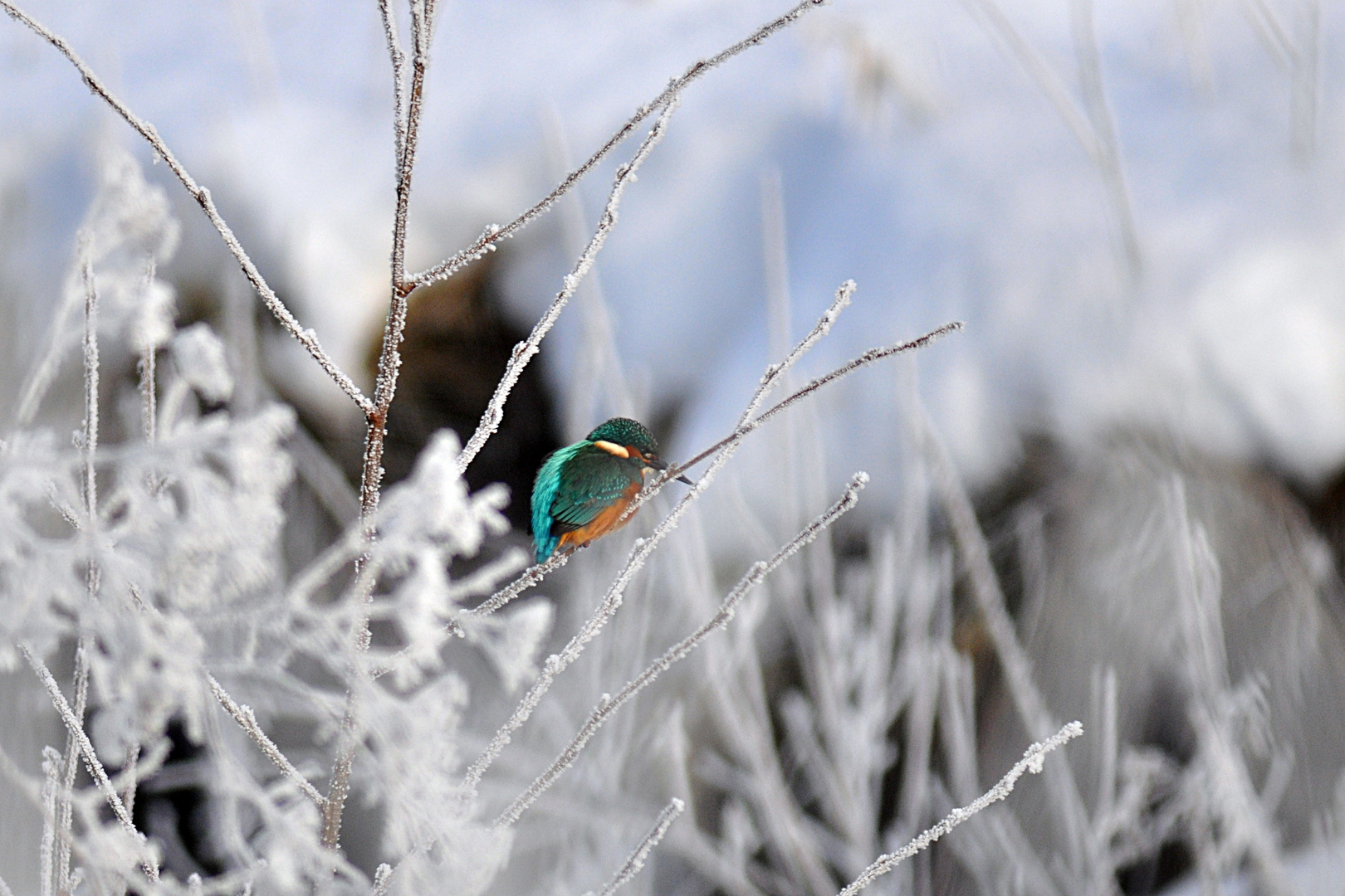 Eisvogel versuch1