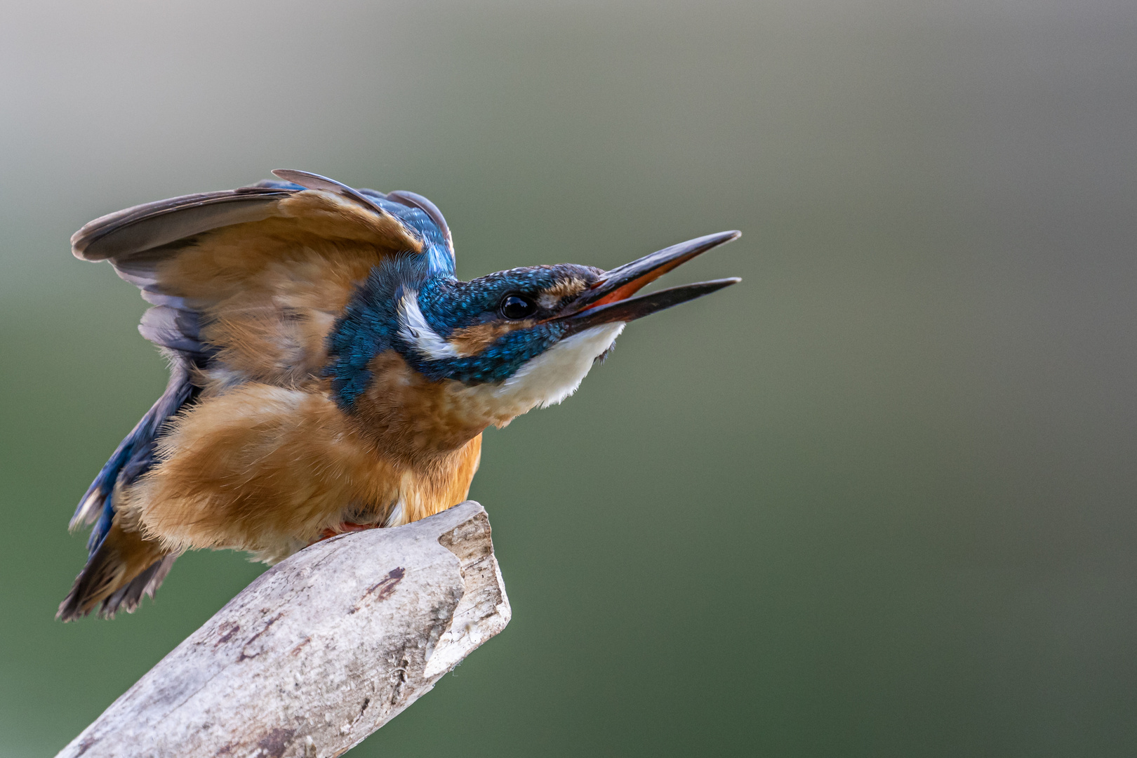 Eisvogel verteidigt sein Revier