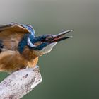 Eisvogel verteidigt sein Revier