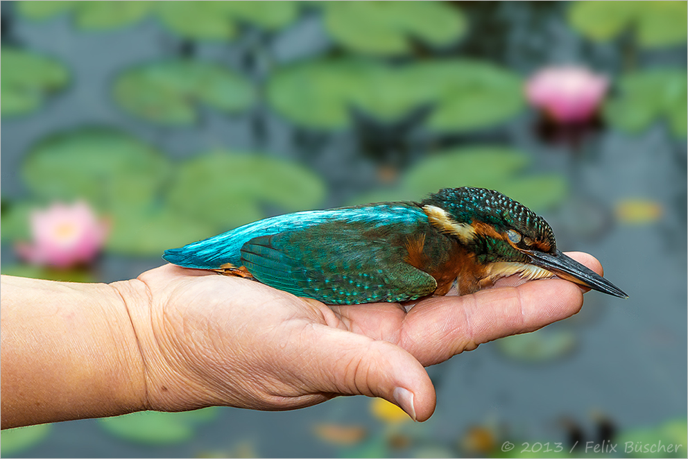 Eisvogel verunglückt!