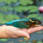 Eisvogel verunglückt!