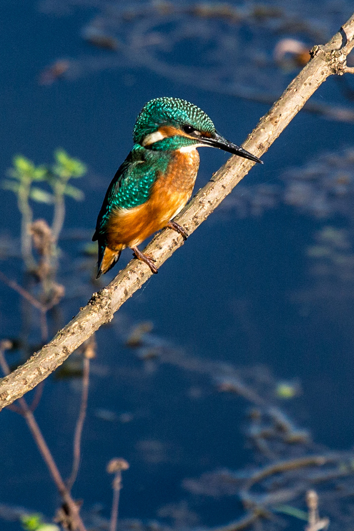 Eisvogel verweilt