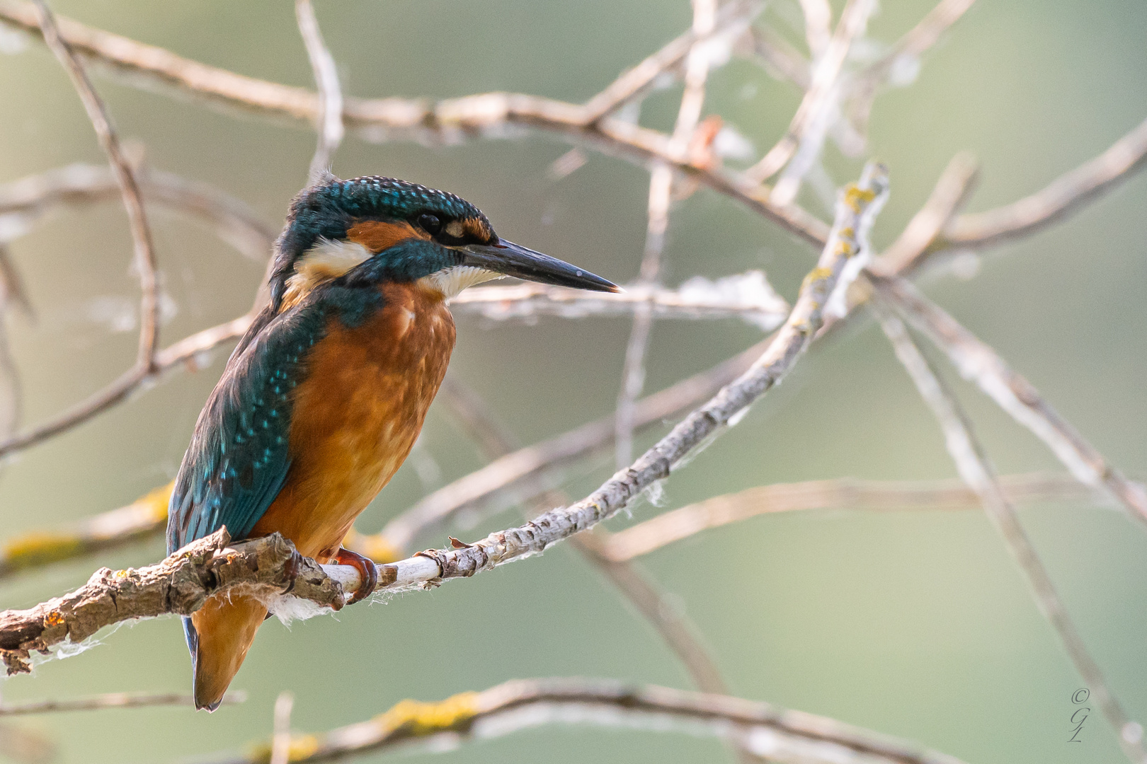 Eisvogel vom 10.08.2020