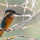 Eisvogel vom 10.08.2020