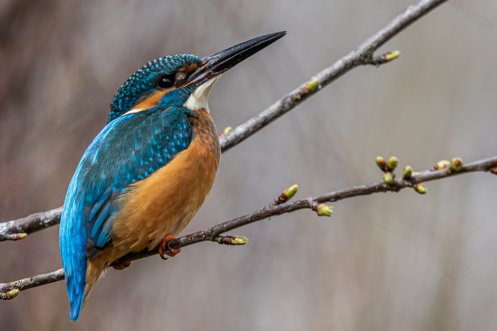 Eisvogel vom 14.03.2020