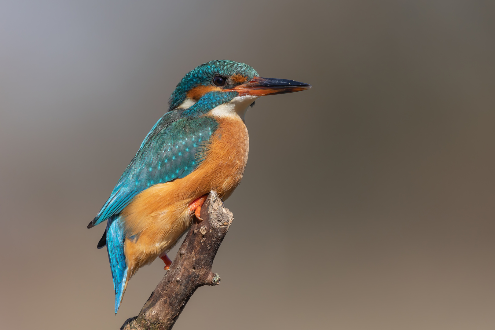 Eisvogel vom 18.03.2023