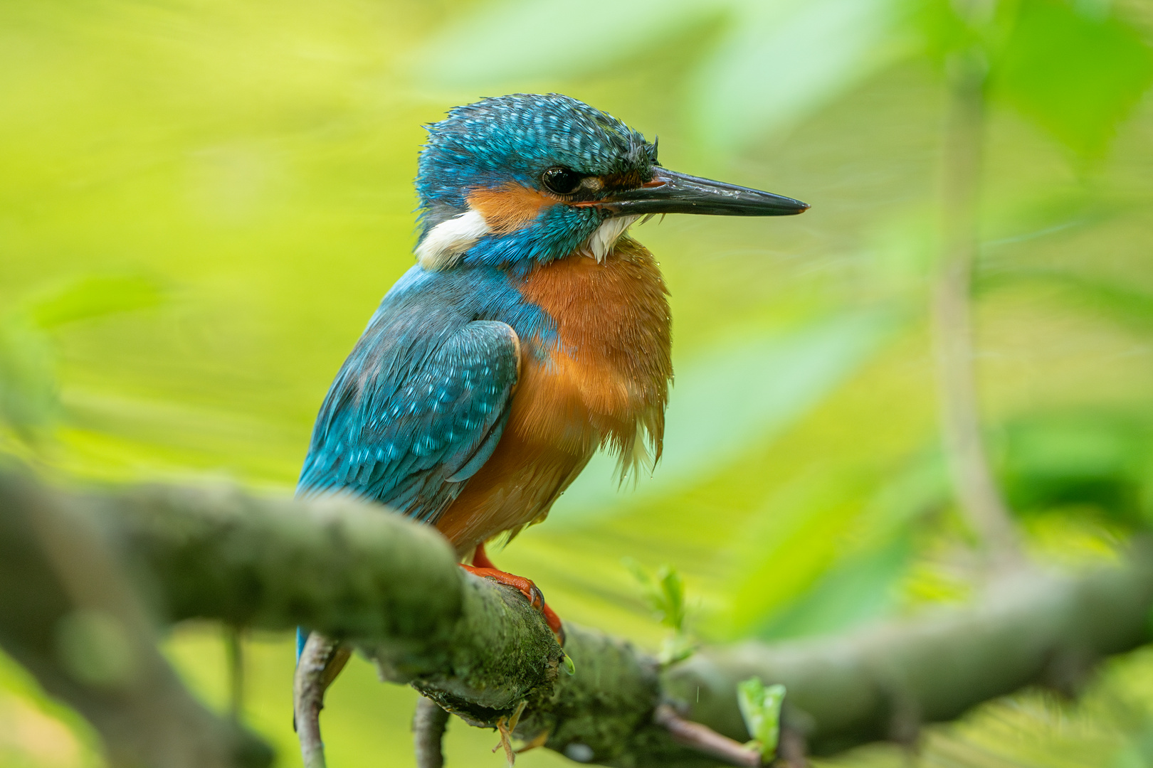 Eisvogel vom letzten Frühling