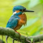 Eisvogel vom letzten Frühling