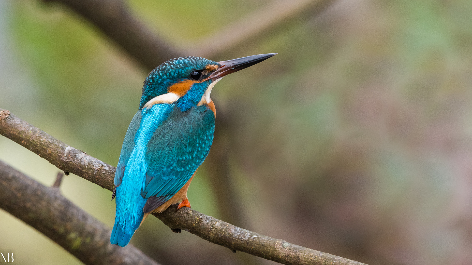 "Eisvogel vom Tollensesee 2023"