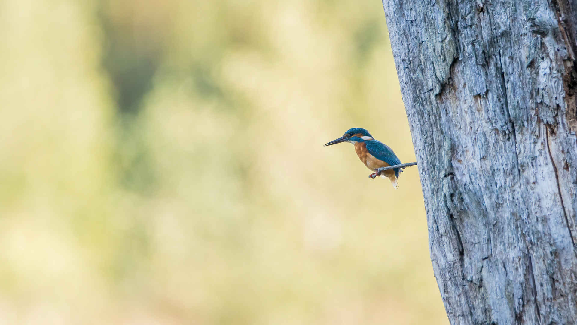 Eisvogel vom Weihnachtssee (Doku)