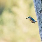 Eisvogel vom Weihnachtssee (Doku)