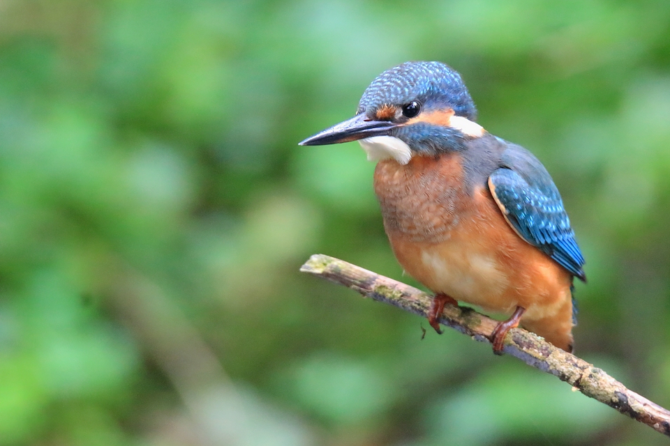 Eisvogel von 2017