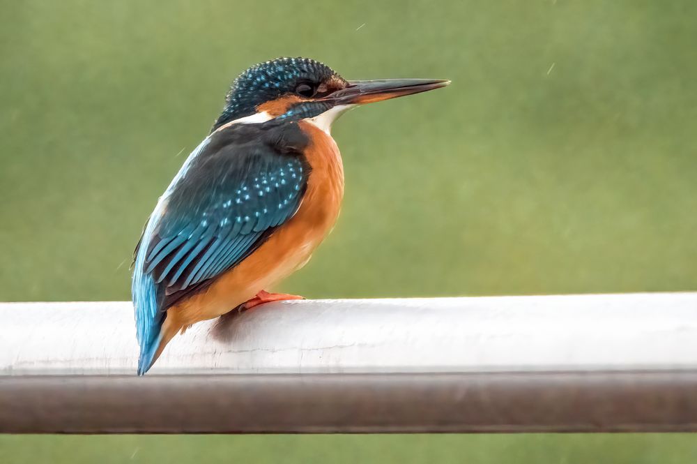 "EISVOGEL - von der Stange"