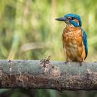 "EISVOGEL VON DER STANGE"