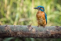 "EISVOGEL VON DER STANGE"