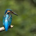 Eisvogel von hinten