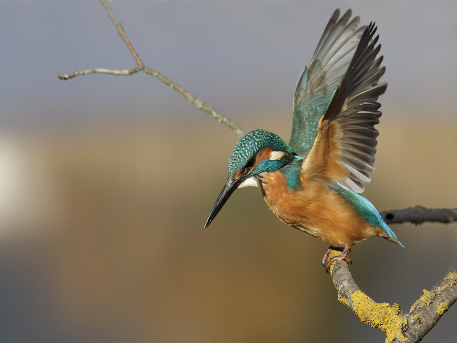 Eisvogel vor Beutestoß