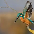 Eisvogel vor Beutestoß