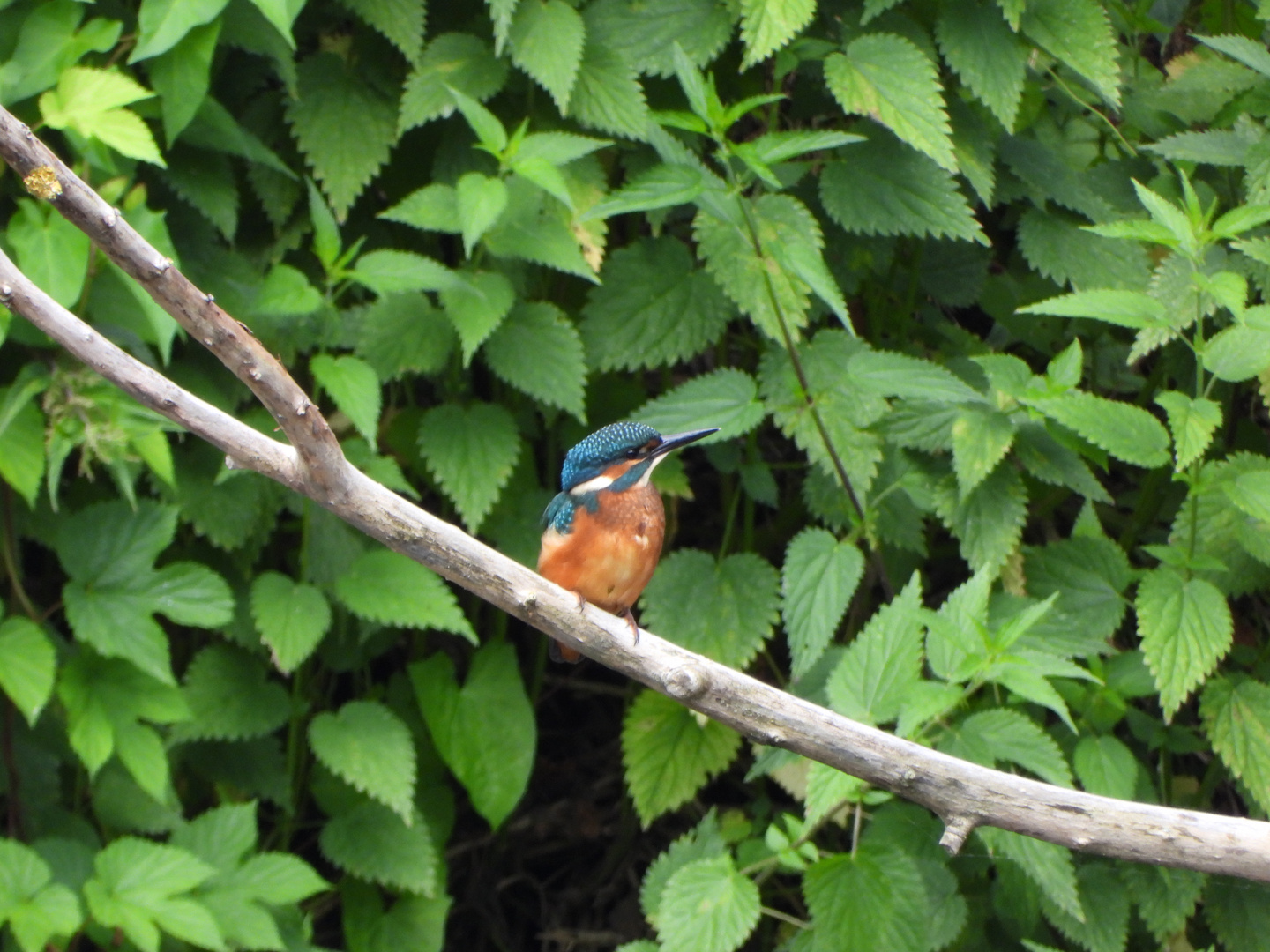 Eisvogel vor Brennnesseln........