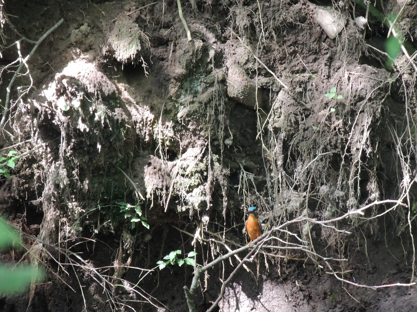 Eisvogel vor Bruthöhle