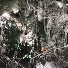 Eisvogel vor Bruthöhle