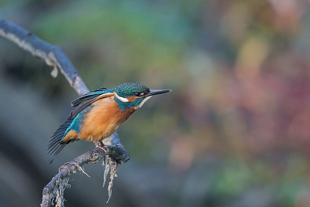 Eisvogel vor dem Abflug