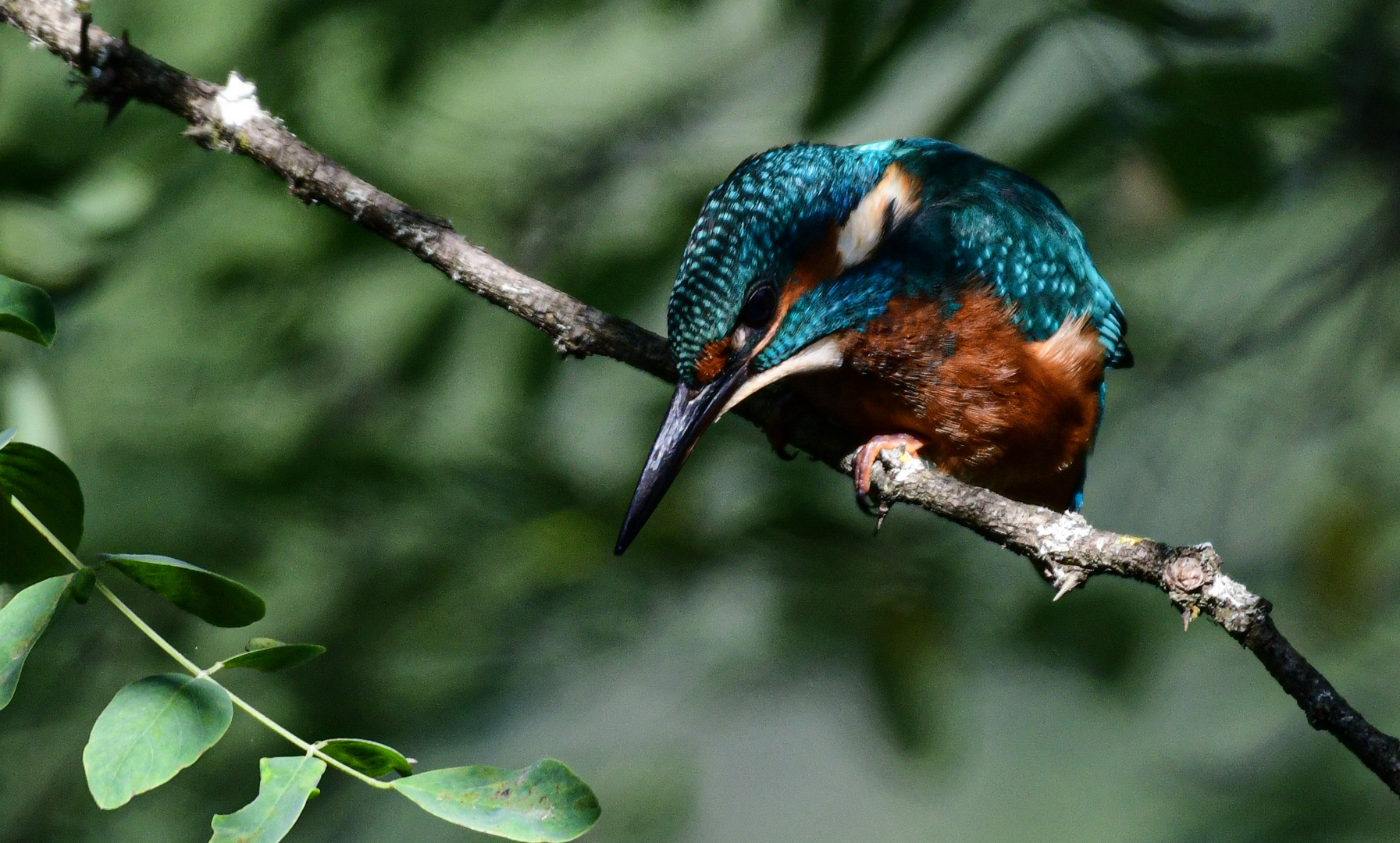 Eisvogel vor dem Fang..